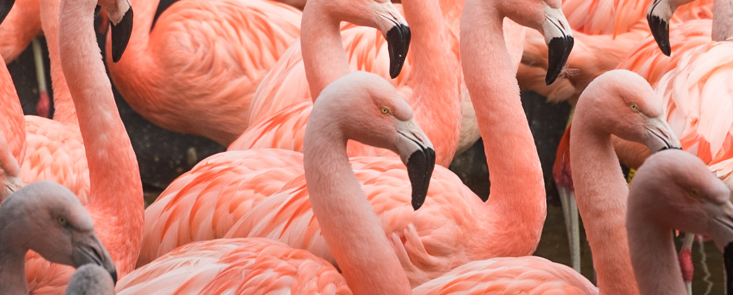 Flamingo Specialist Group’s Small Grants Fund